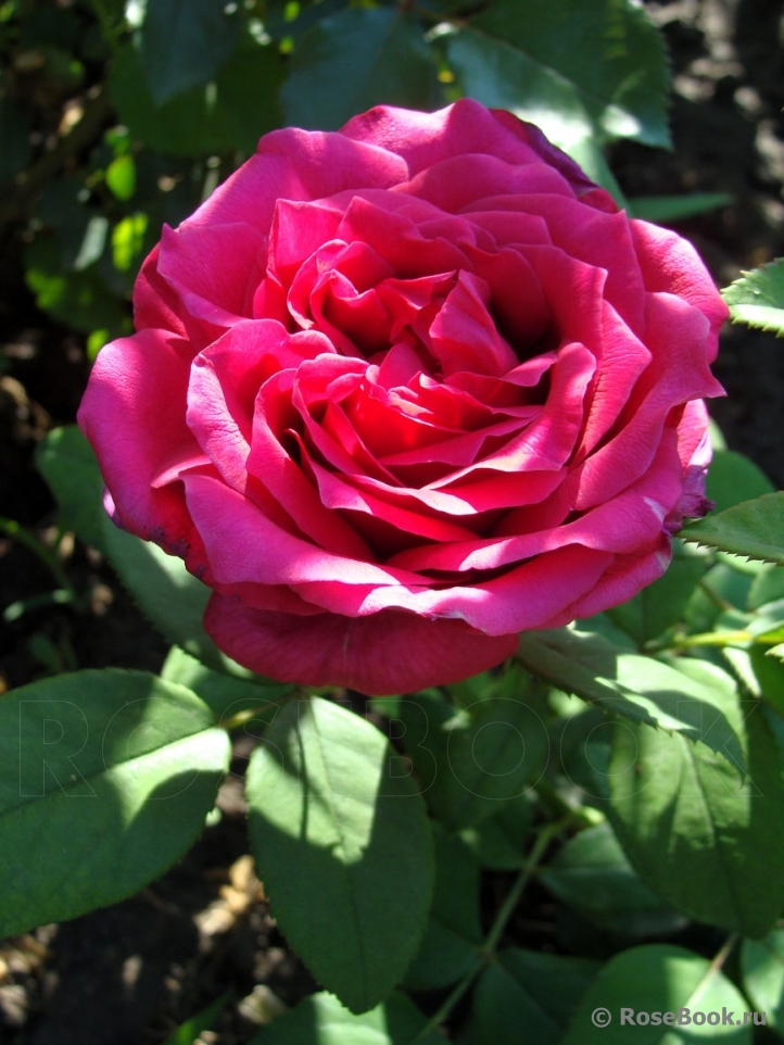 Rosier Rose Lalande de Pomerol ®