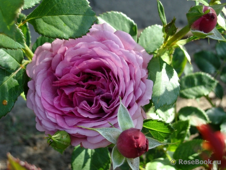 Rose Thelma