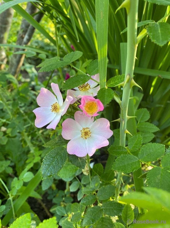 Rosa eglanteria 