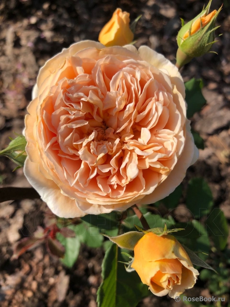 Crown Princess Margareta®