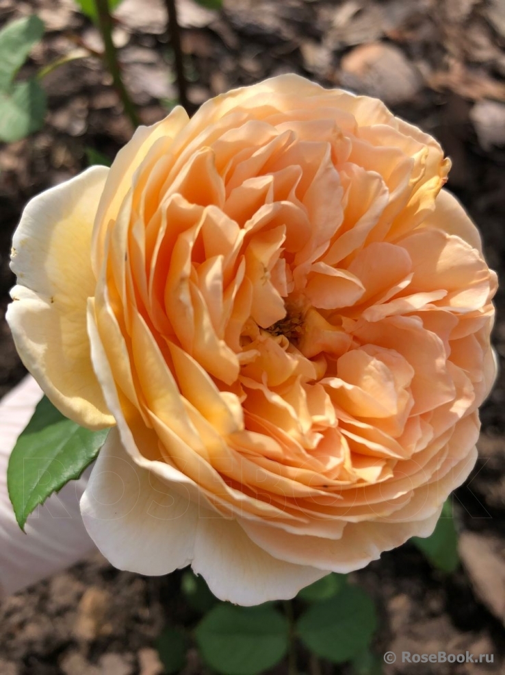 Crown Princess Margareta®