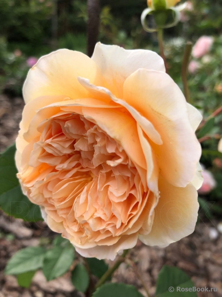 Crown Princess Margareta®