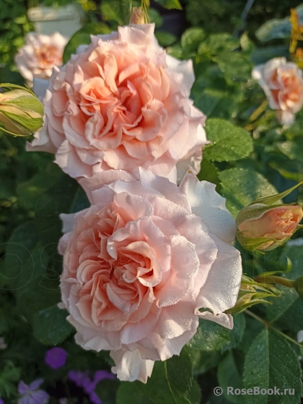 Dr.Hermann Schulze-Delitzsch Rose