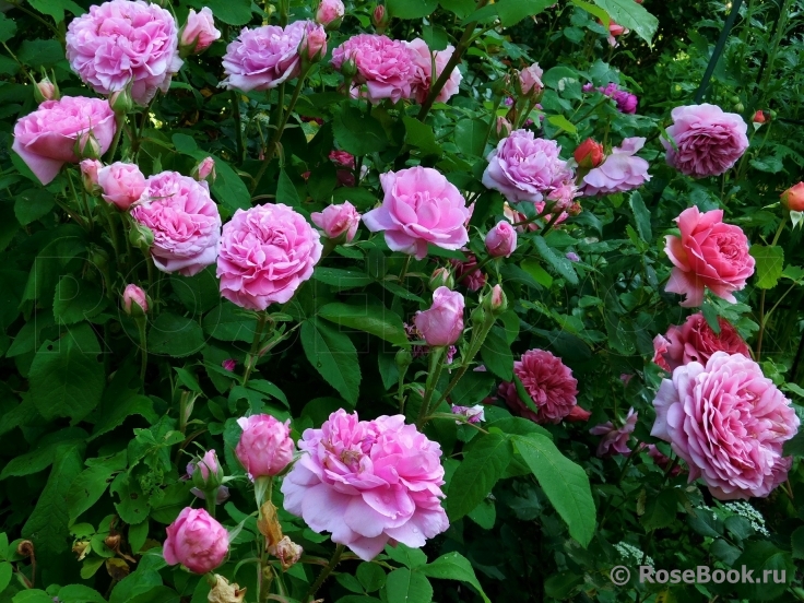 Comte de Chambord