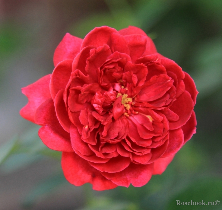 Darcey Bussell 