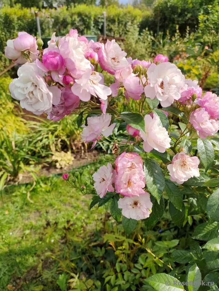 Rosa Siluetta Lavender