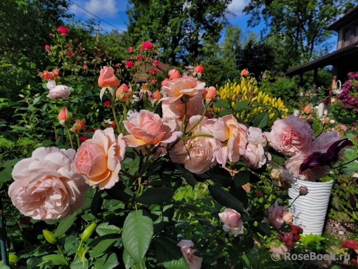 A Shropshire Lad