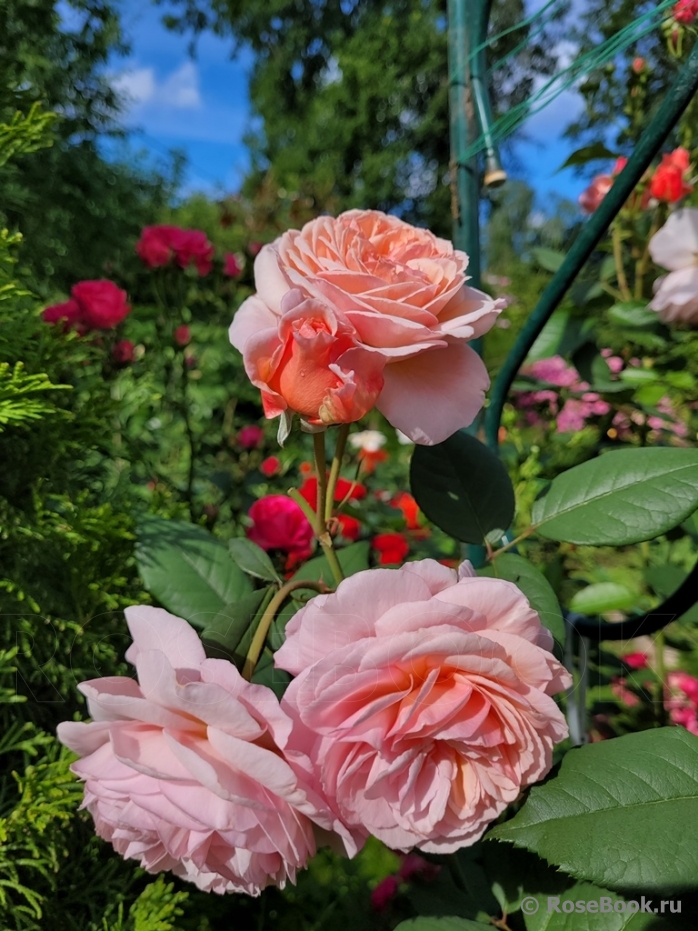 A Shropshire Lad