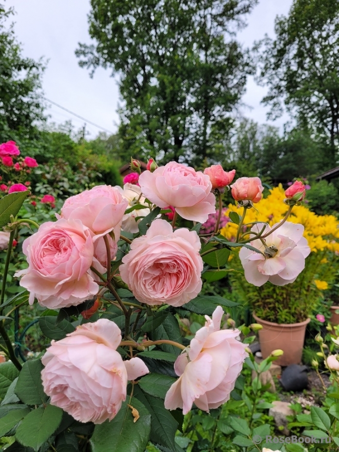 A Shropshire Lad