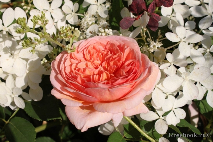 Abraham Darby