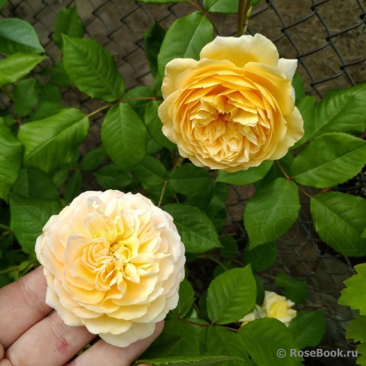 Crown Princess Margareta®