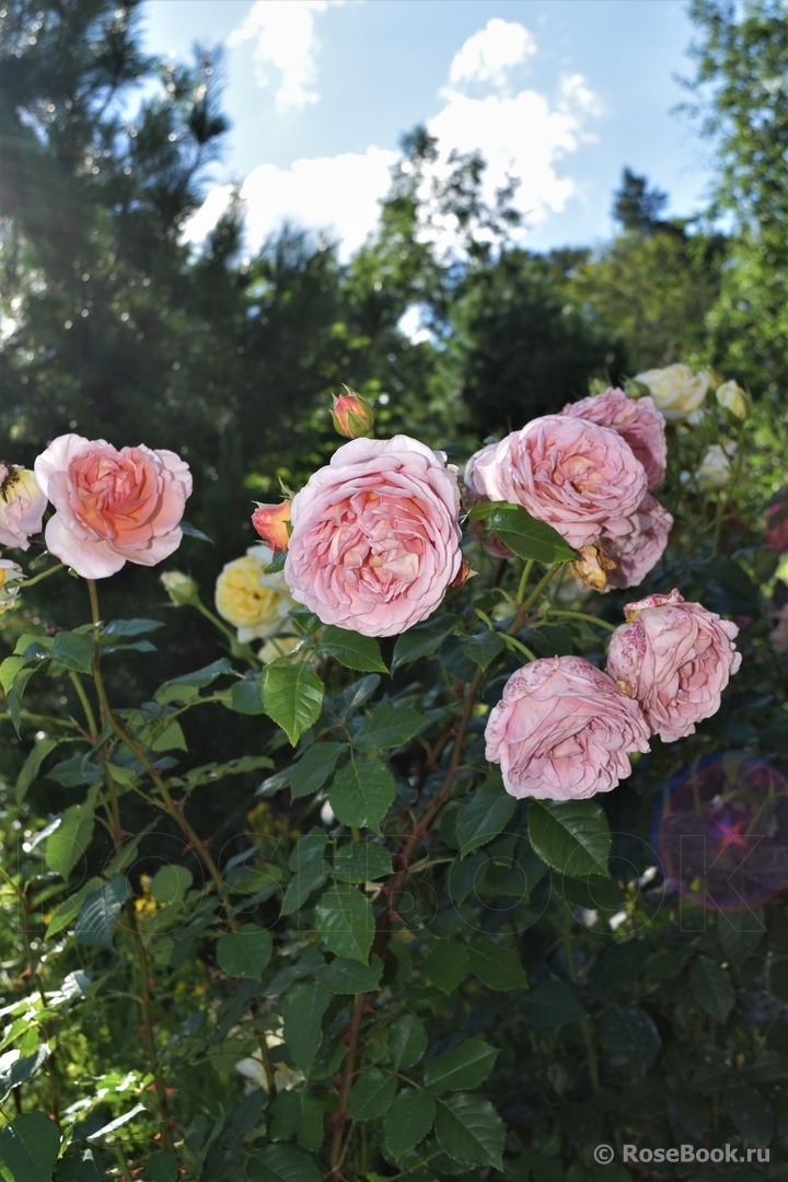 Abraham Darby