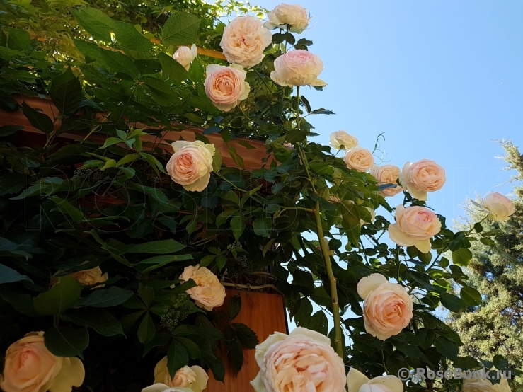 Mon Jardin et Ma Maison