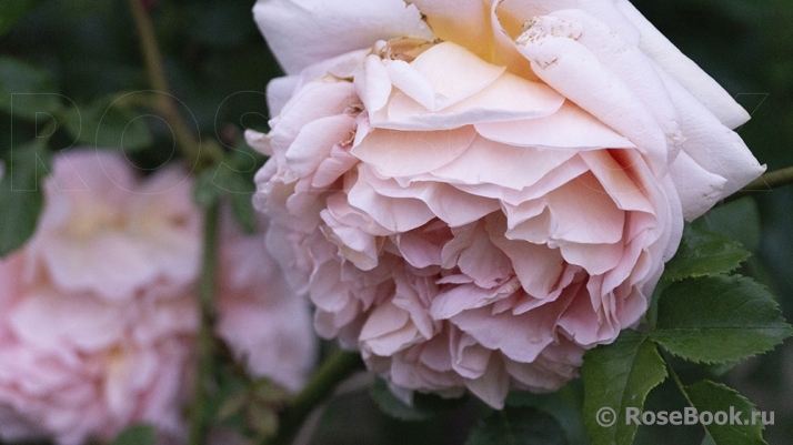 Abraham Darby