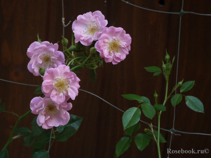 Lakeland Rose