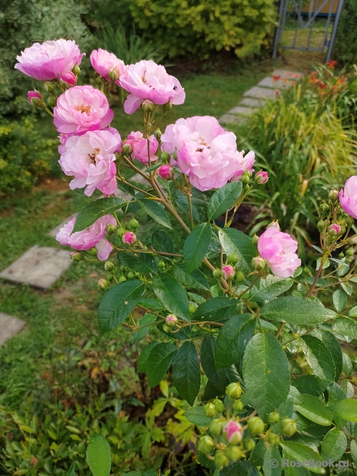 Rosa Siluetta Lavender