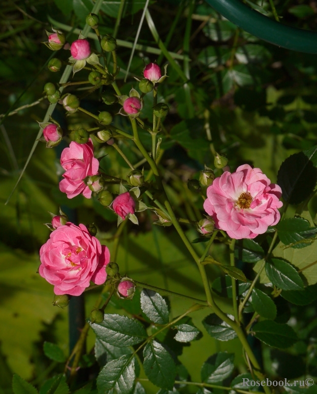 Deutsches Rosarium Dortmund