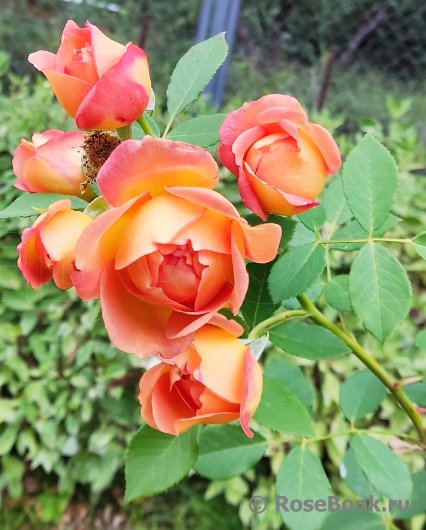 Lady of Shalott 