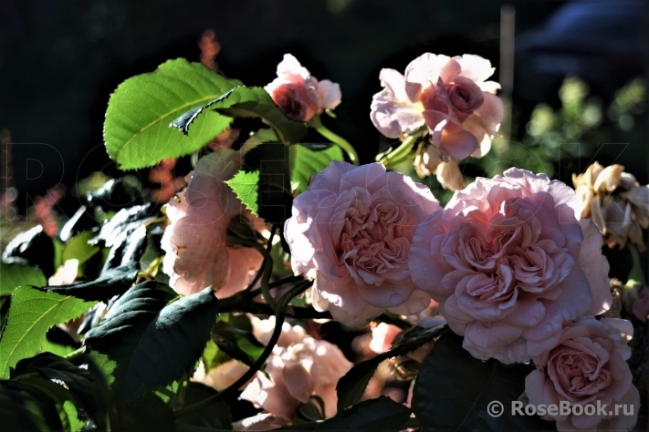 Rose de Tolbiac ®