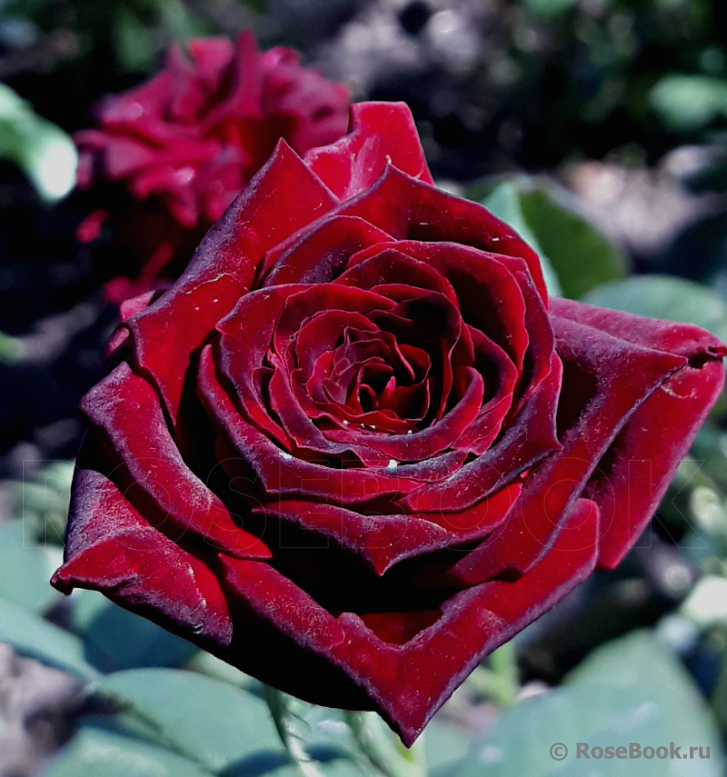 Black Baccara