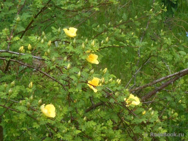 Canary Bird