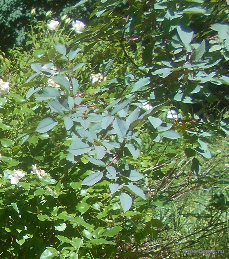 Rosa glauca 