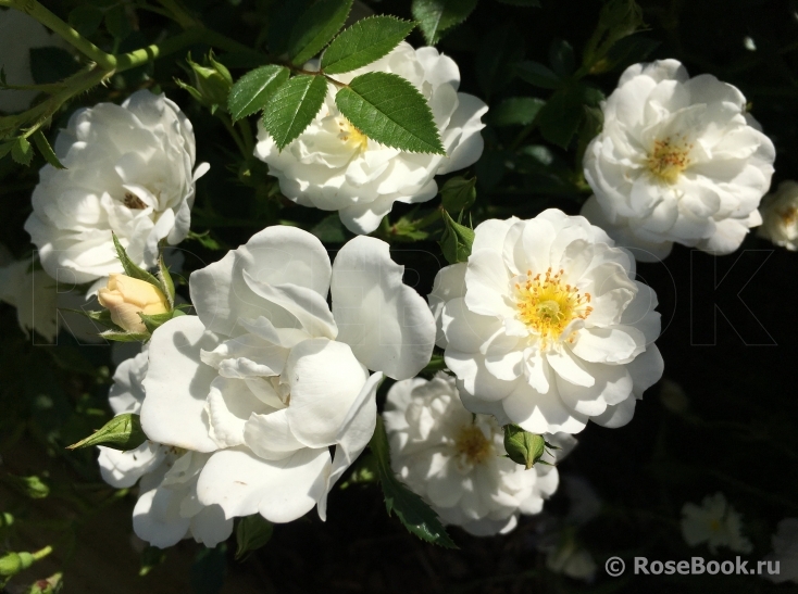 Bees Paradise Rose White