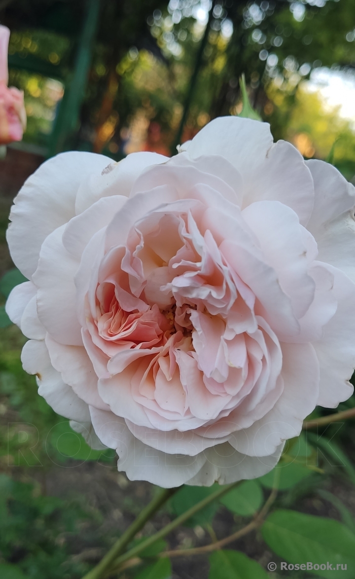 A Shropshire Lad