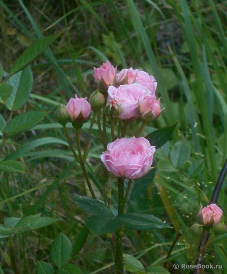 Pink Medallion