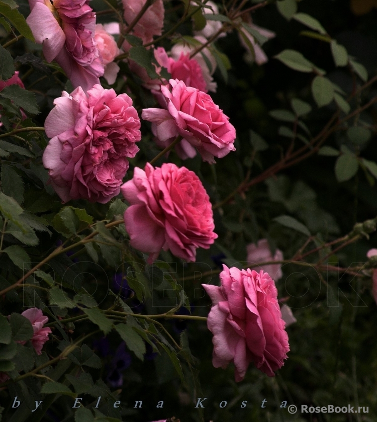 Princess Alexandra of Kent 