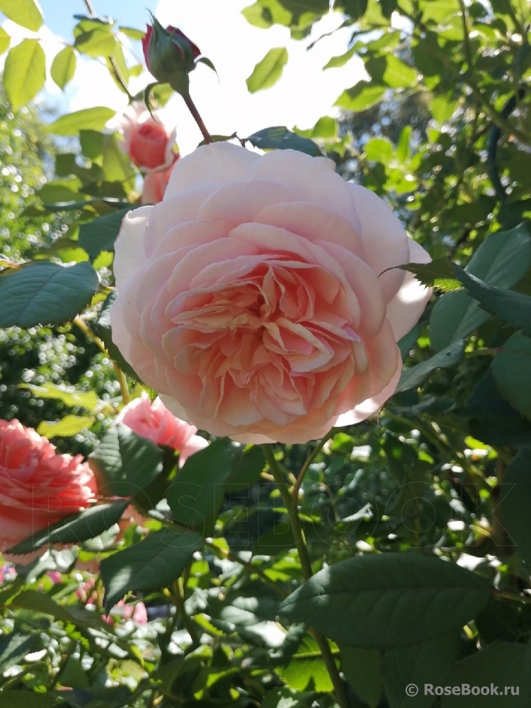 A Shropshire Lad