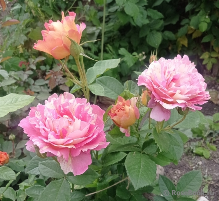 Rose des Cisterciens 