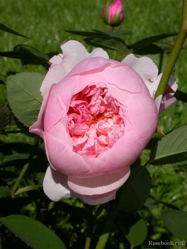 The Alnwick Rose