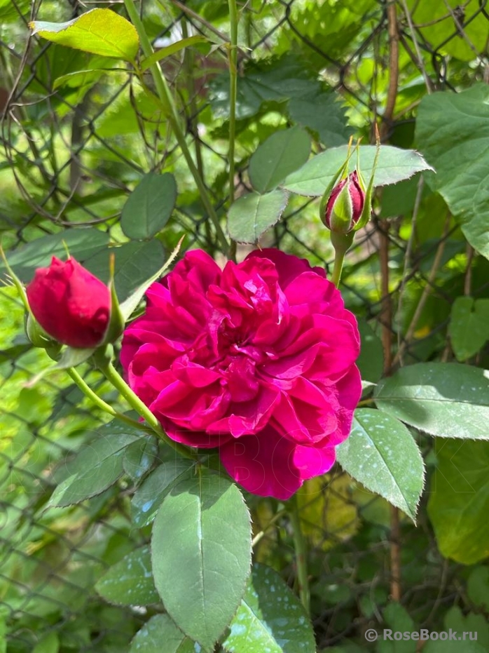 Darcey Bussell 