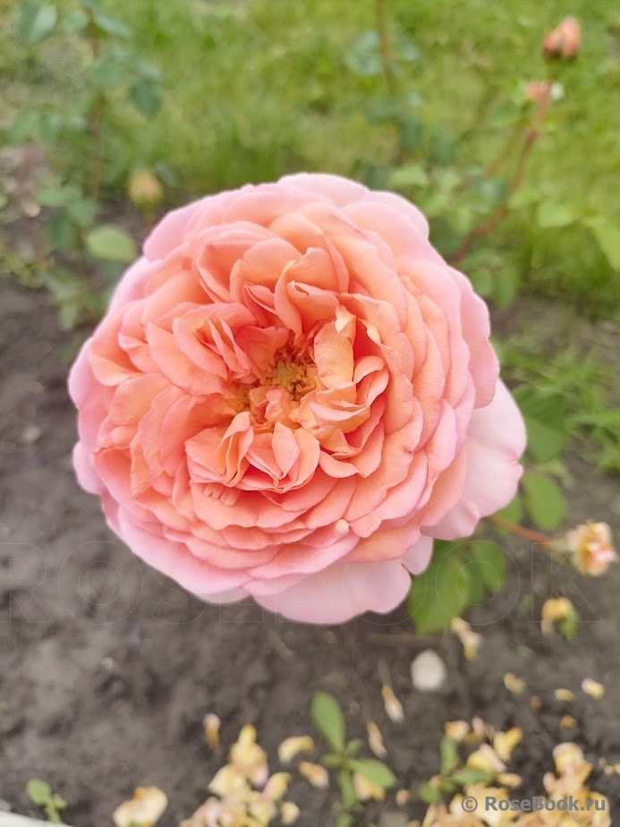 Abraham Darby