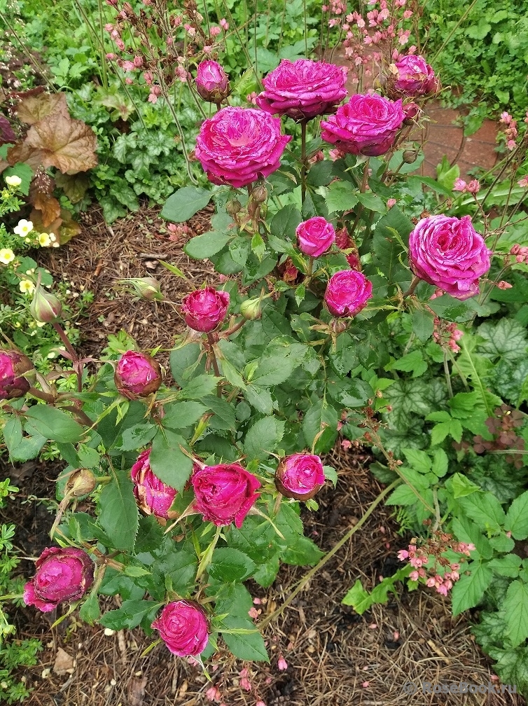 Insel Mainau