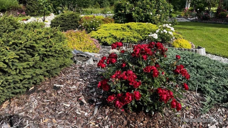 Black Forest Rose ®