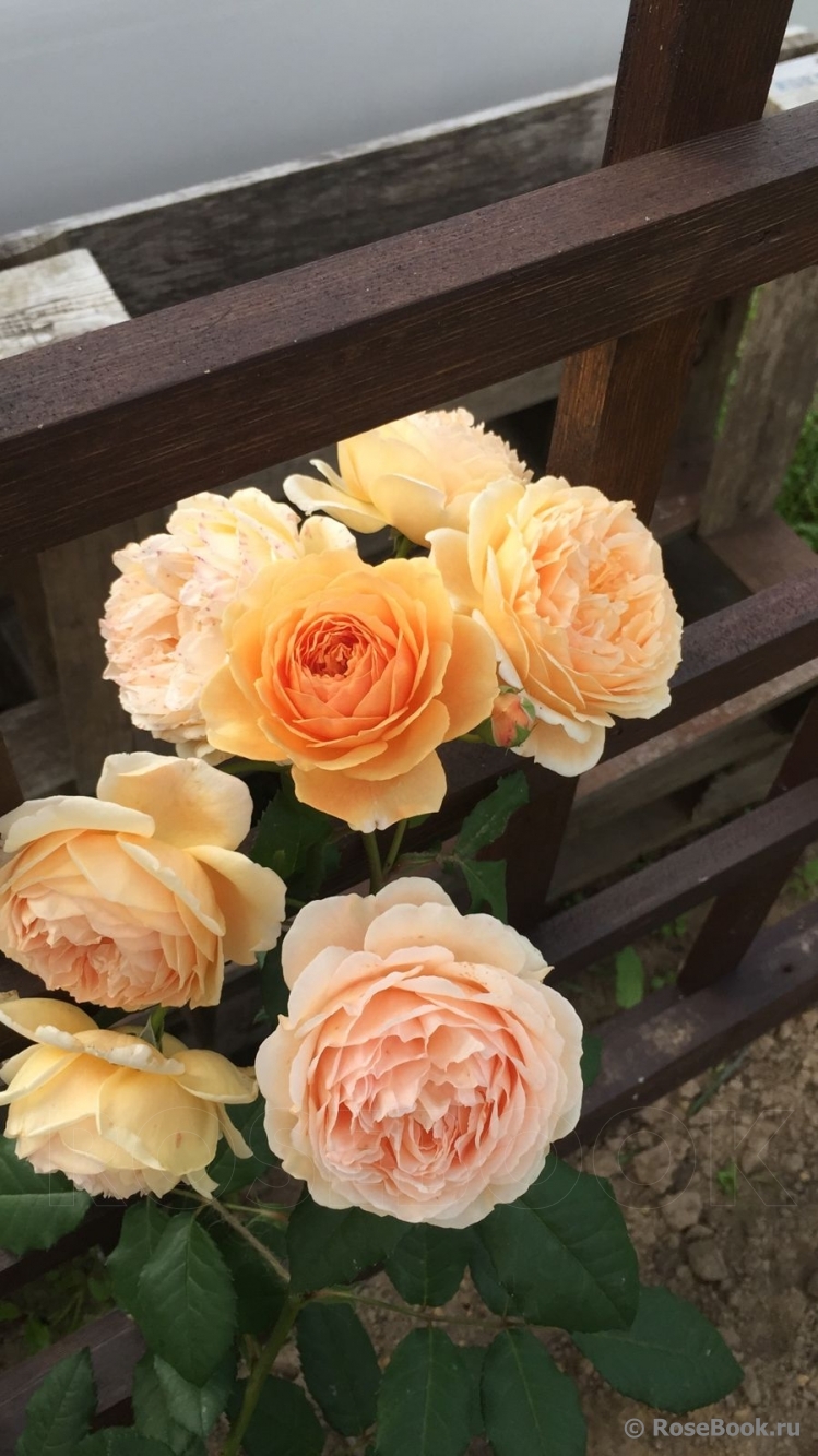 Crown Princess Margareta®