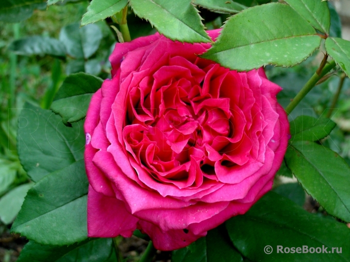 Rosier Rose Lalande de Pomerol ®