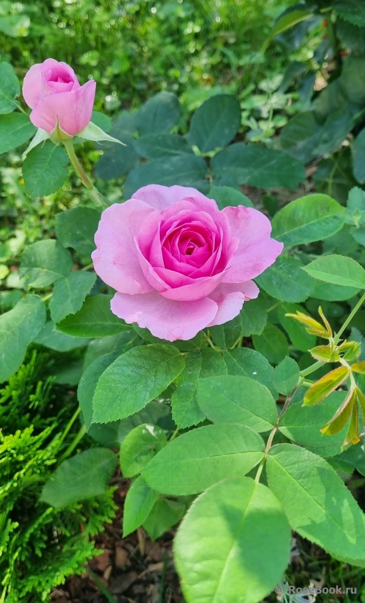 Gertrude Jekyll