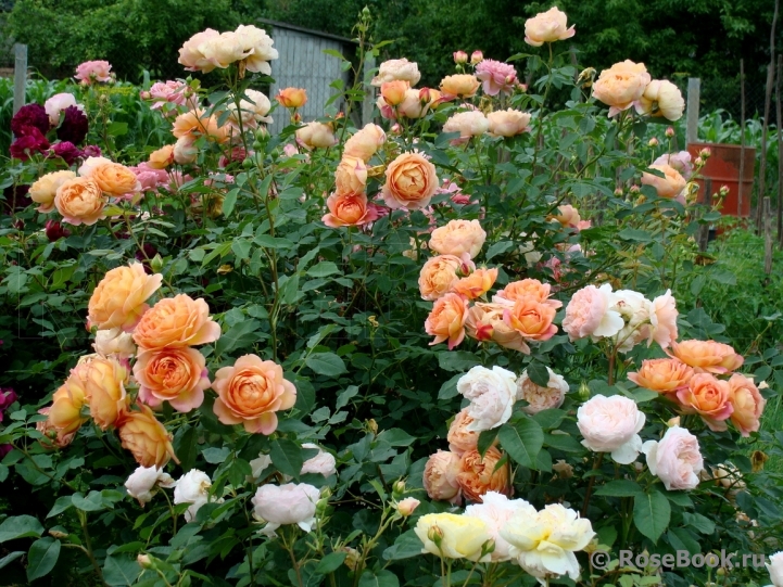 Lady of Shalott 