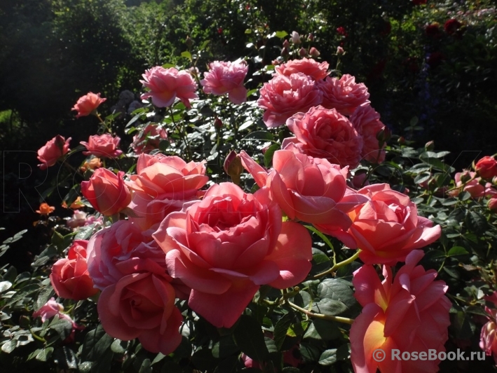 Pink Lady of Shalott