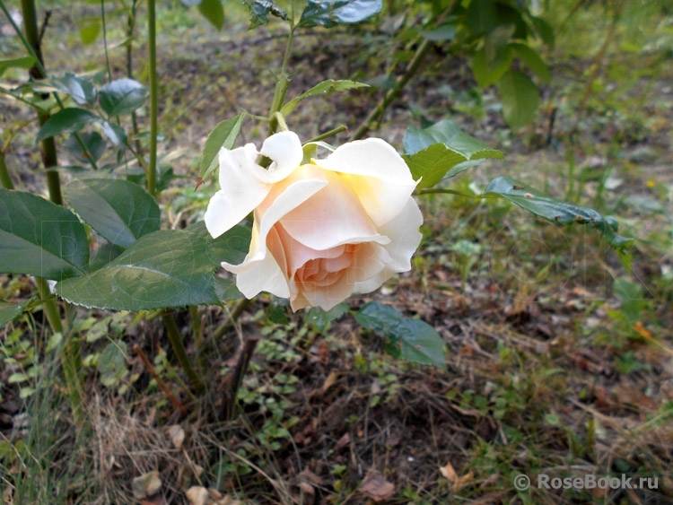 Ginger Syllabub