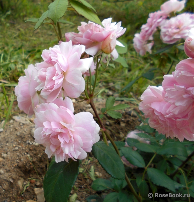 Fleur de Sardaigne