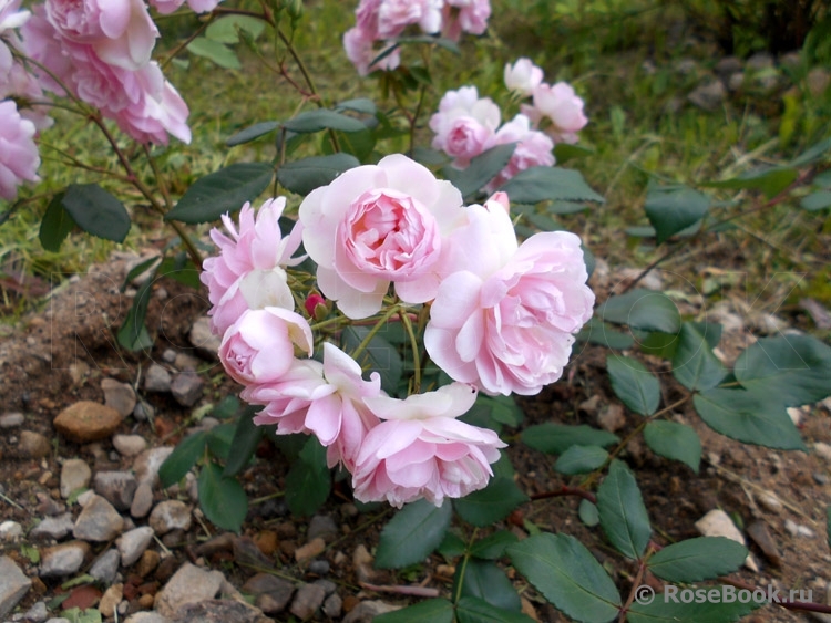 Fleur de Sardaigne