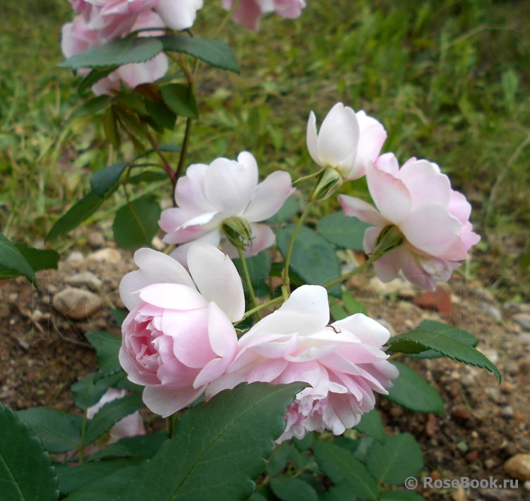 Fleur de Sardaigne