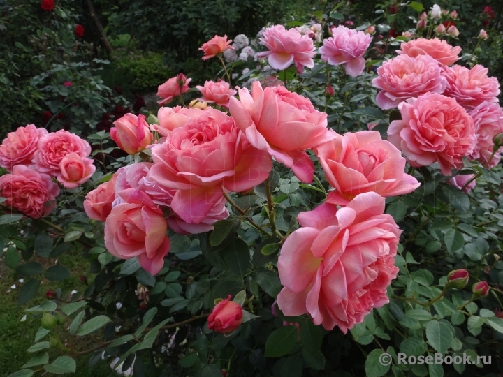 Pink Lady of Shalott