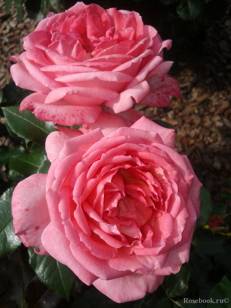 La Rose de Molinard ®