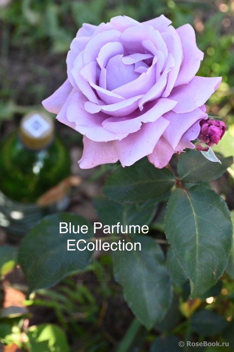 Blue Parfum