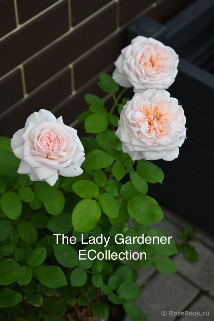 The Lady Gardener